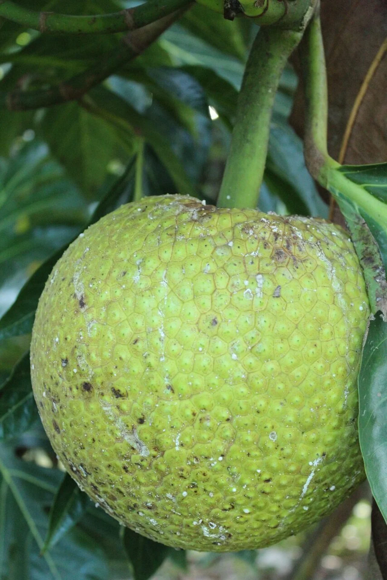 Cuire le fruit à pain à l'ancienne