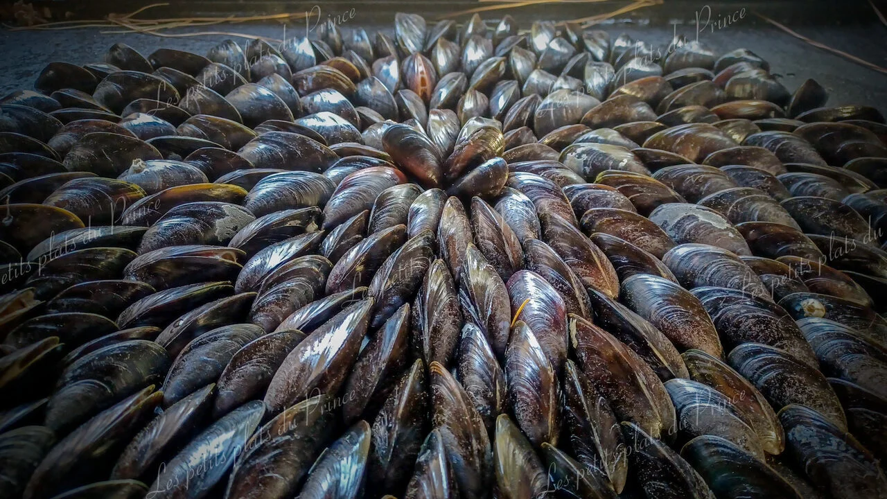 Eclade de moules